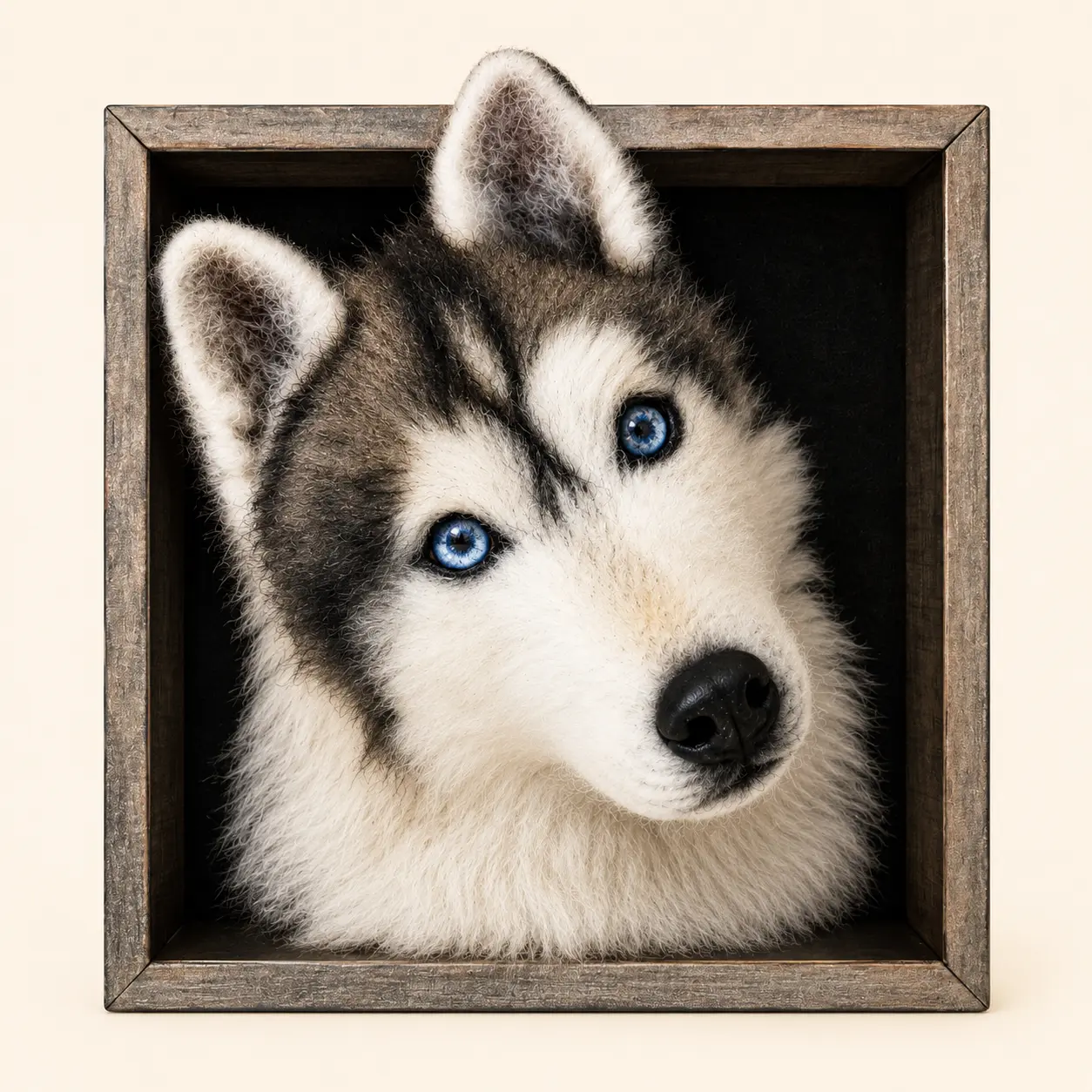 Husky siberiano em feltragem